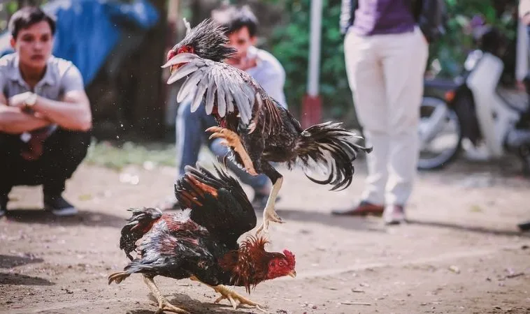 Đá Gà Tại Gi8: Khám Phá Sân Chơi Đỉnh Cao Của Giới Đá Gà 1 Trải nghiệm chơi cá cược đá gà kịch tính tại nhà cái Gi8